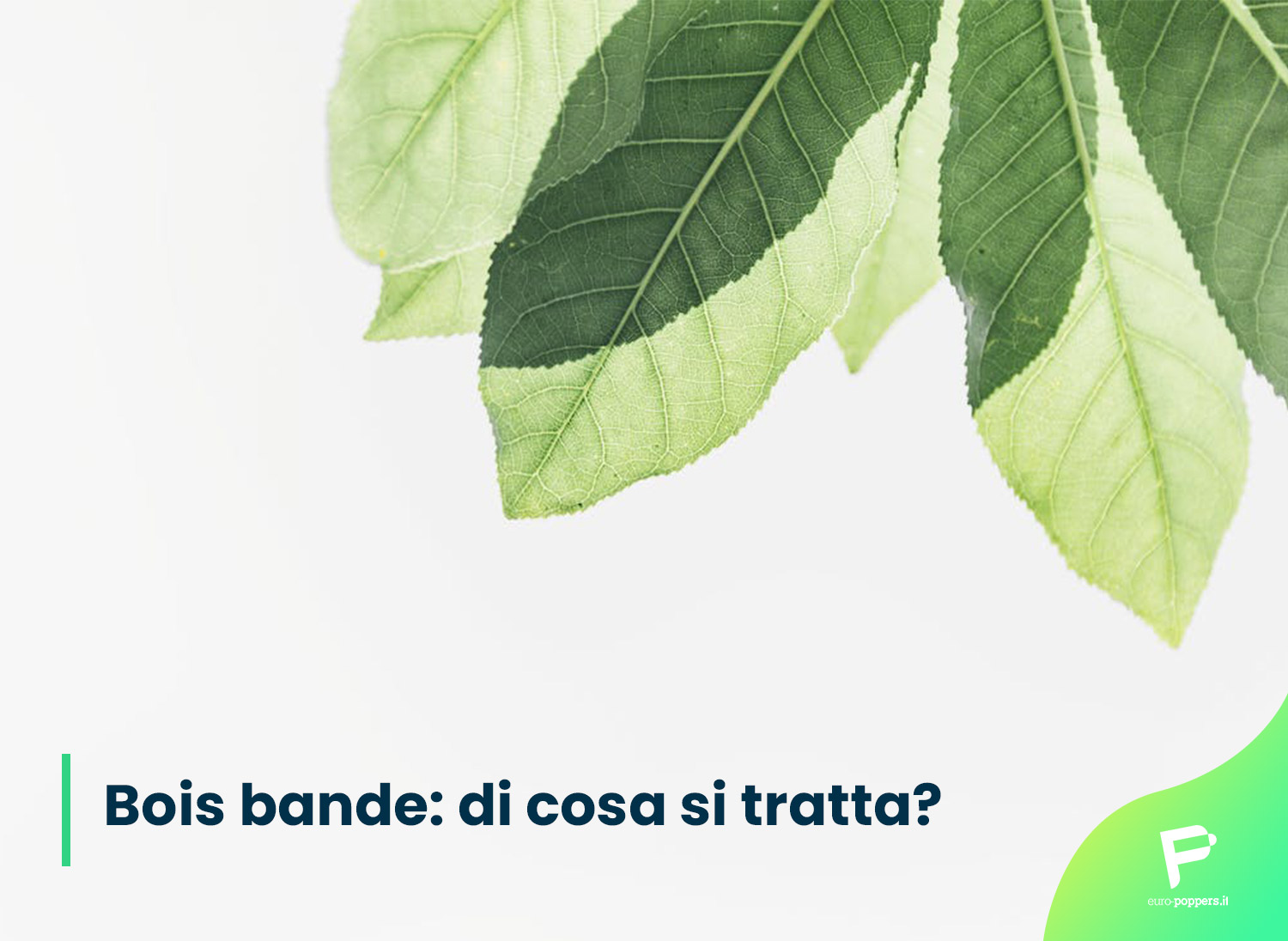 Scopri di più sull'articolo Bois bande: di cosa si tratta?